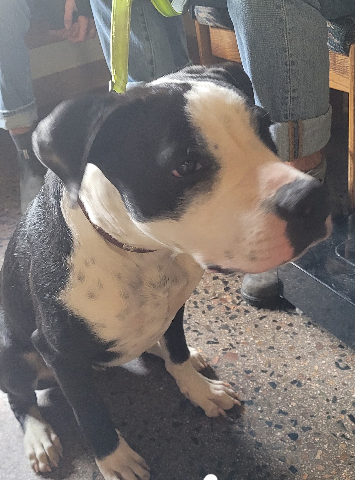 LOOK Pet Wash in Laramie Brings Adorable Dogs