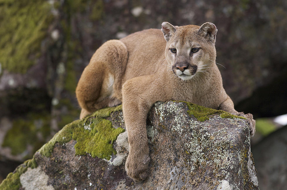 5 of Wyoming&#8217;s Most Dangerous Animals