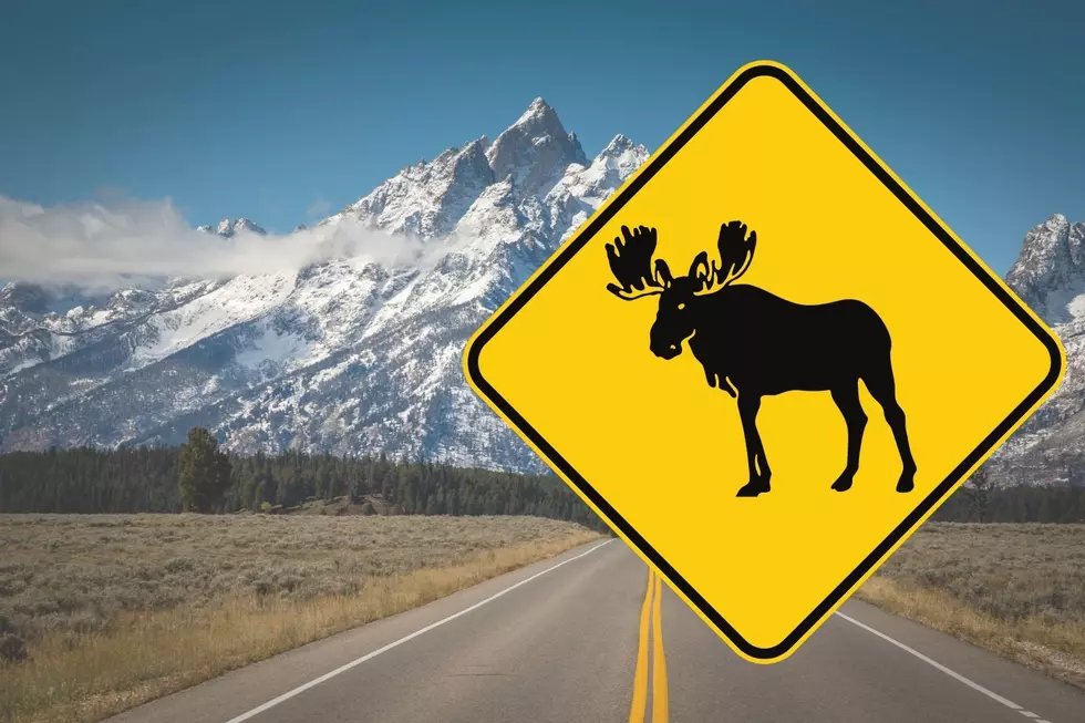WATCH! Car vs. Moose: A Wyoming Traffic Jam