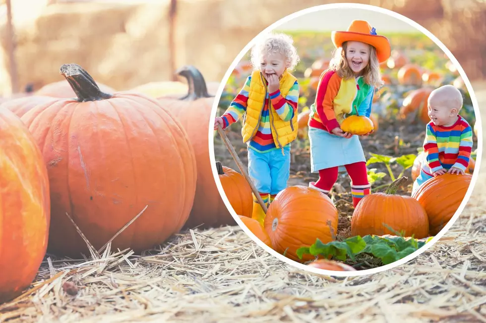 No Tricks, Just Treats at Upcoming Pumpkin Walk for Laramie Kids