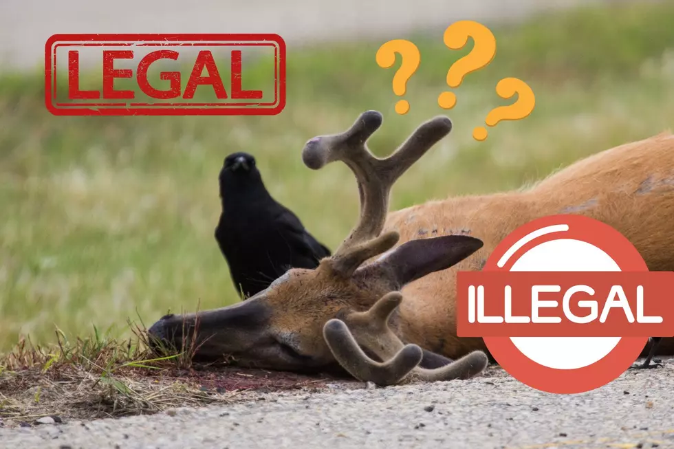 If You Hit a Deer in Wyoming, Can You Legally Take the Antlers?