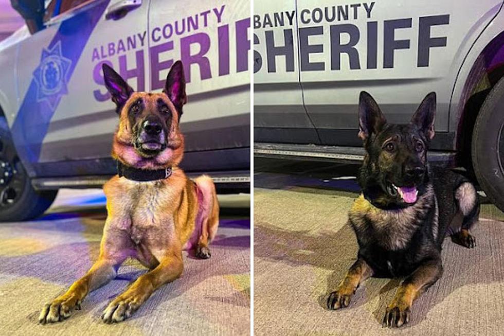 Albany County Sheriff K-9s Receive Drug Overdose Protection
