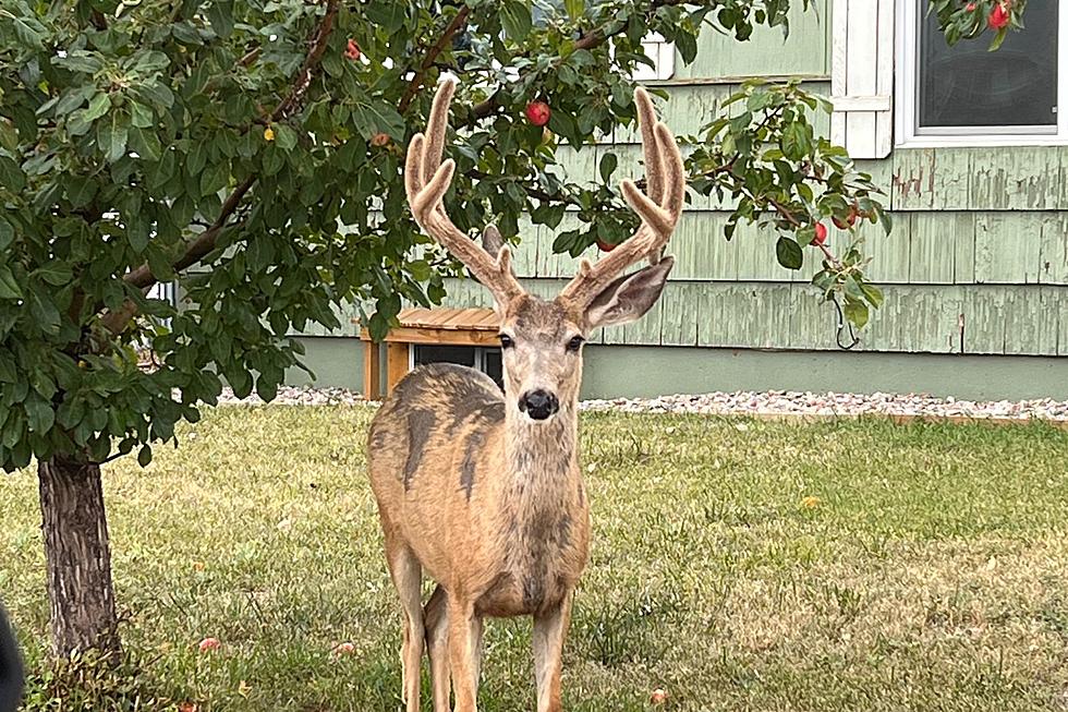 Oh, Deer! Mule buck on Sheridan Street