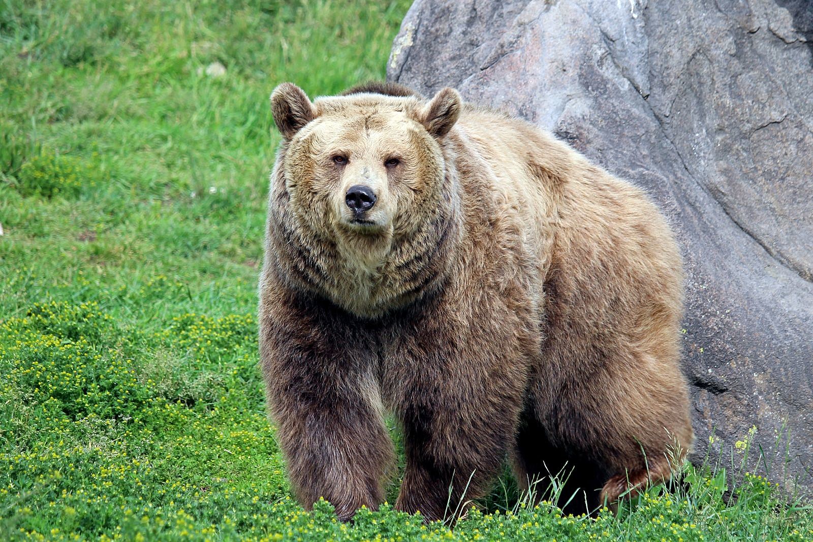 5 Good Wyoming Grizzly Bear Recipes [VIDEOS]