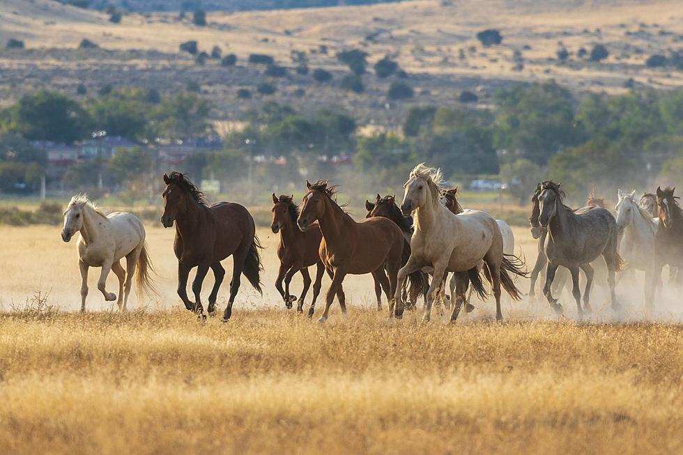 A Wild Wyoming Horse Can Be Yours