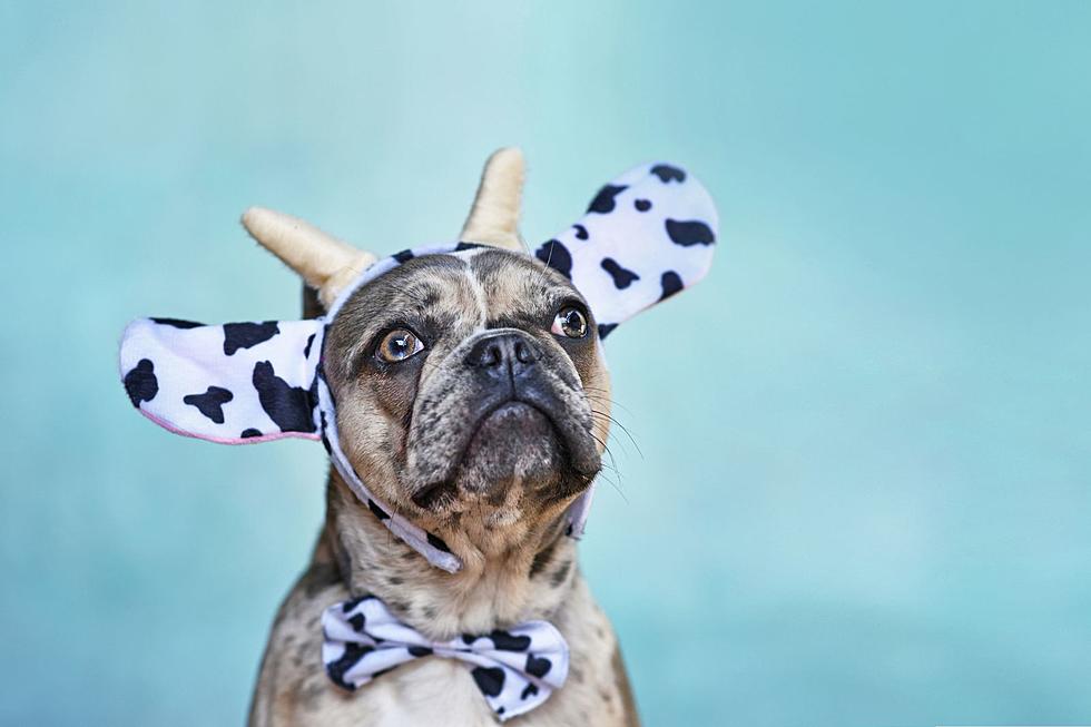 Pets in Costumes: A Parade of Fun