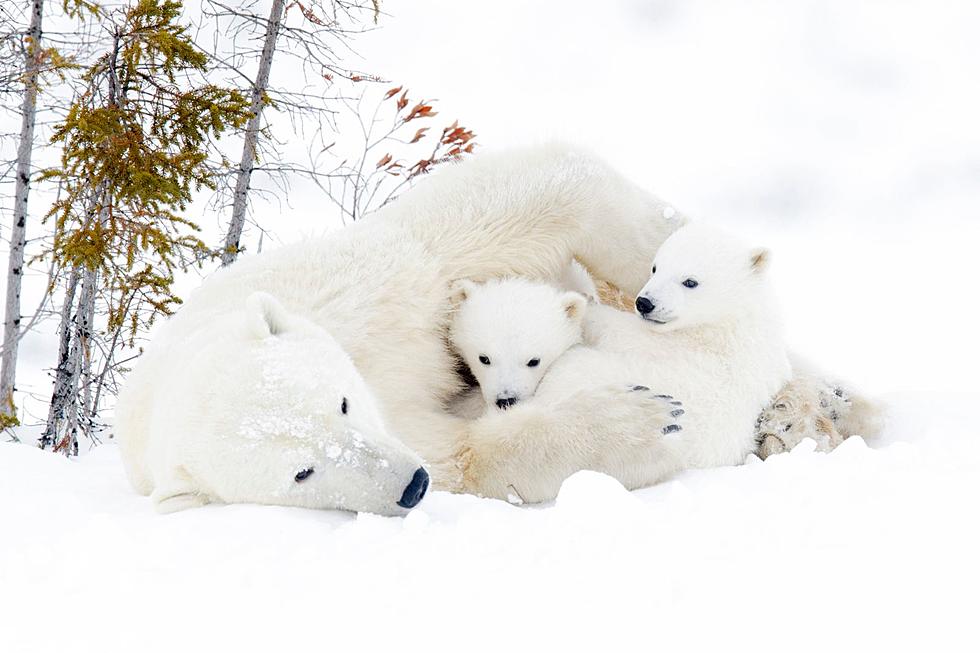 Wyoming Professor’s Proof: Emissions Harm Polar Bear Cubs