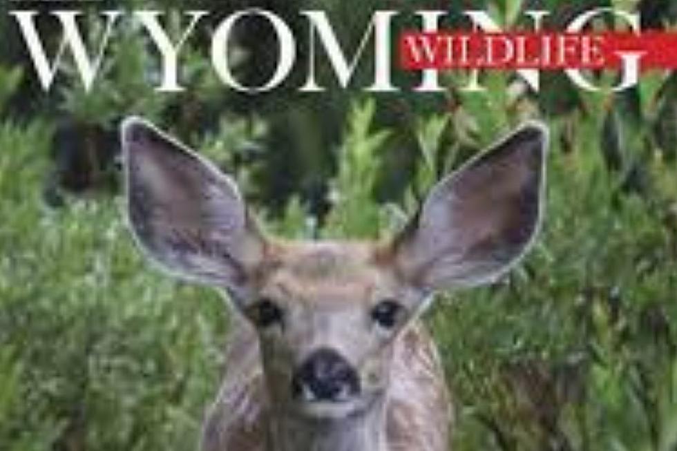 Read for Free To Help Declining Wyoming Mule Deer