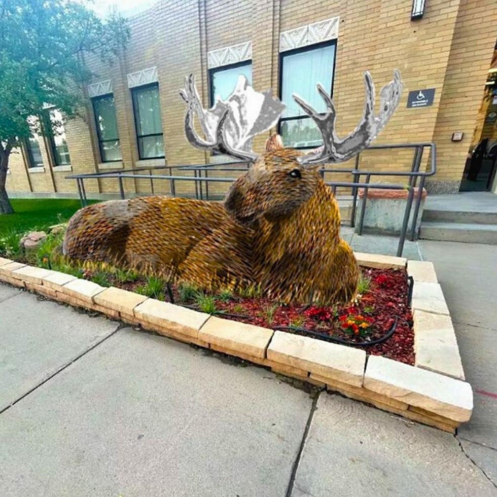 Resting Moose Statue Planned For Laramie City Hall Area