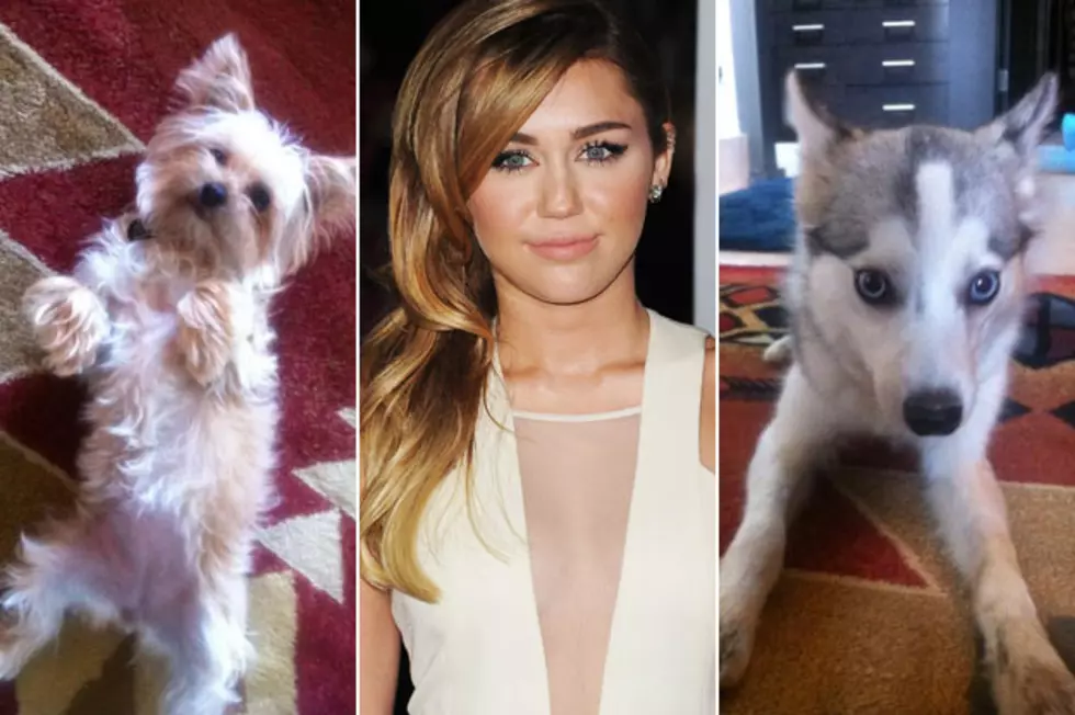 Cutest Pets: Miley Cyrus