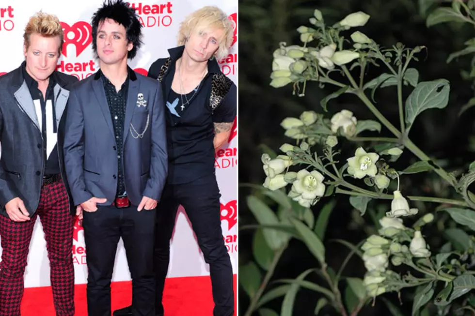 Green Day Flower &#8211; Things Named After Famous People