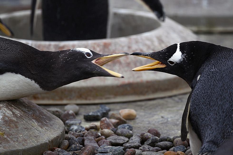 Not So Happy Feet: Fight Between Penguin Husband and Penguin Wife’s Lover Goes Viral