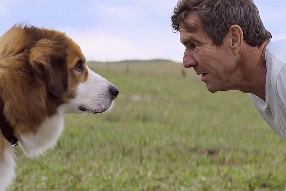 Are You Still Interested in Seeing ‘A Dog’s Purpose?’ [POLL]