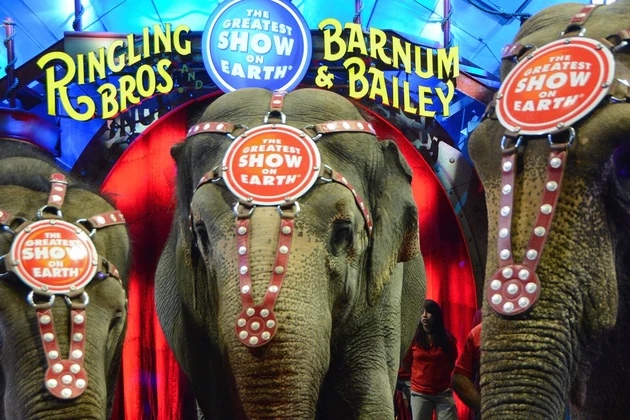 Famed Ringling Bros. Circus Announces Closure: Celebrities React, Rejoice and Reminisce
