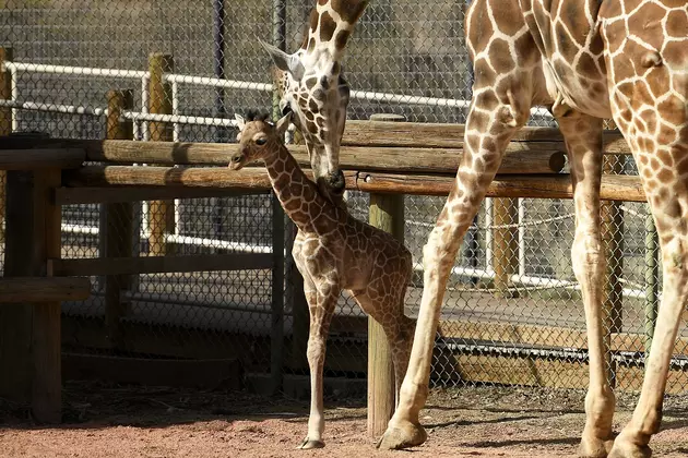 Congratulations, It&#8217;s a Giraffe! April Finally Gives Birth, The Internet Reacts