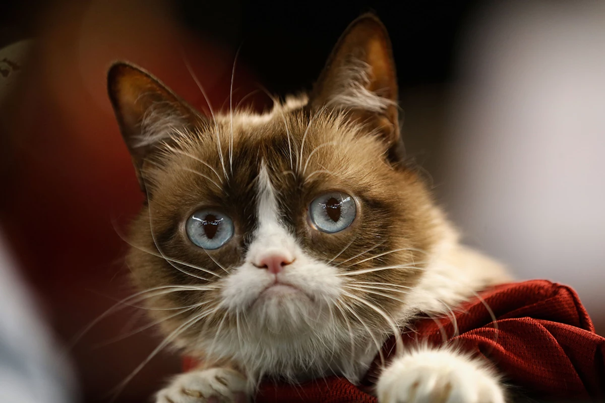 Grumpy Cat Awarded 710,001 in Copyright Lawsuit