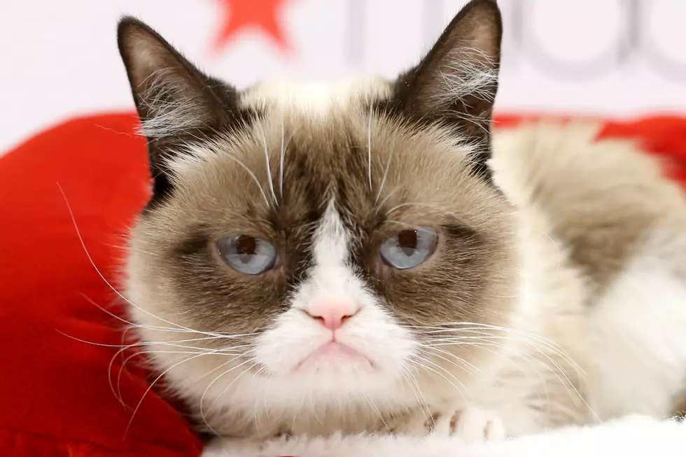 RIP Grumpy Cat — The Internet&#8217;s Most Famous Cat Has Died
