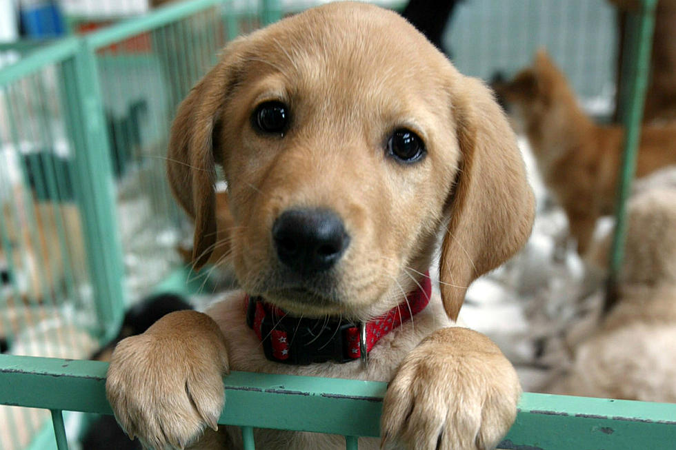 Puppies in the Park in Providence