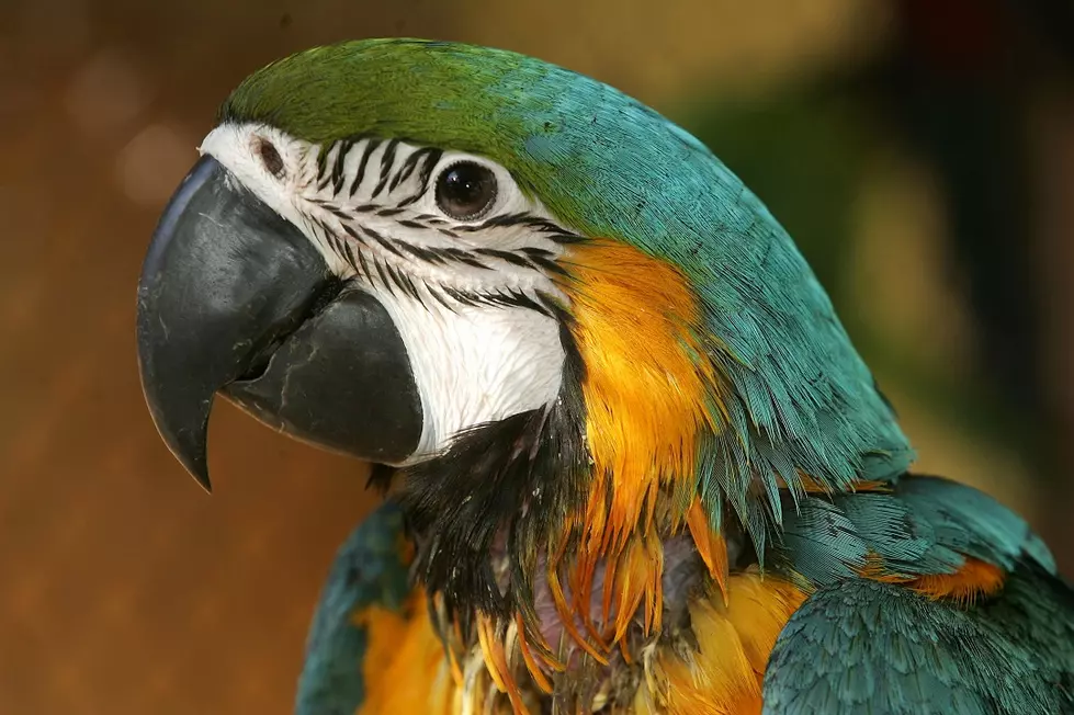 Parrots Removed From Zoo After Swearing at Visitors
