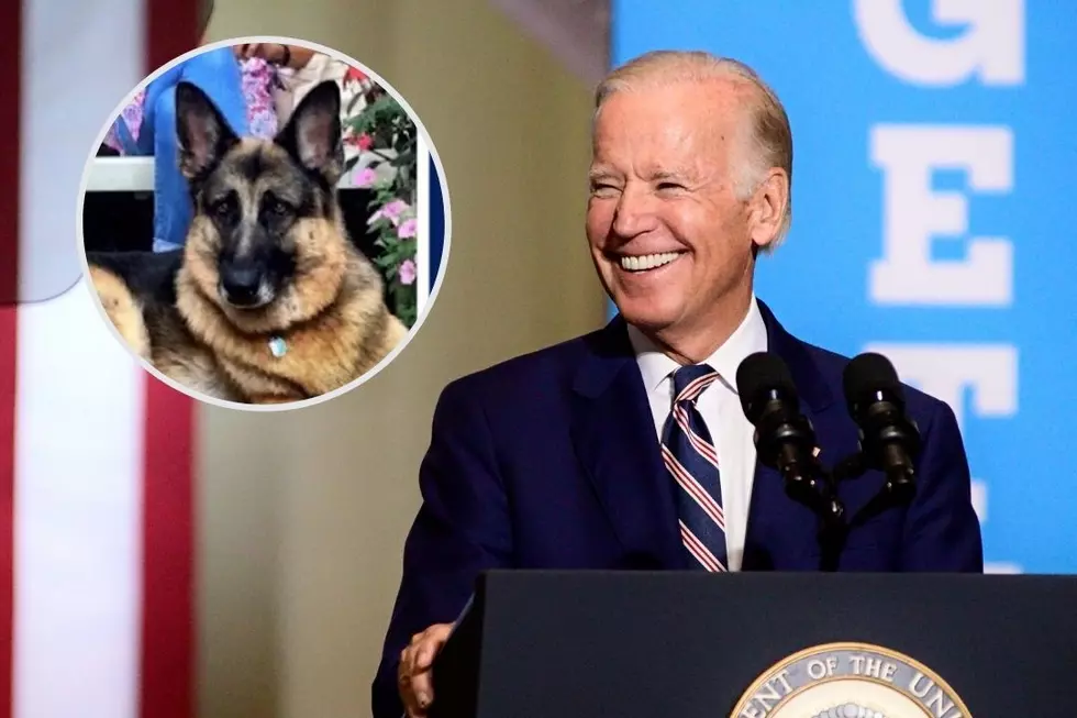 Joe Biden To Bring First Rescue Dog to White House