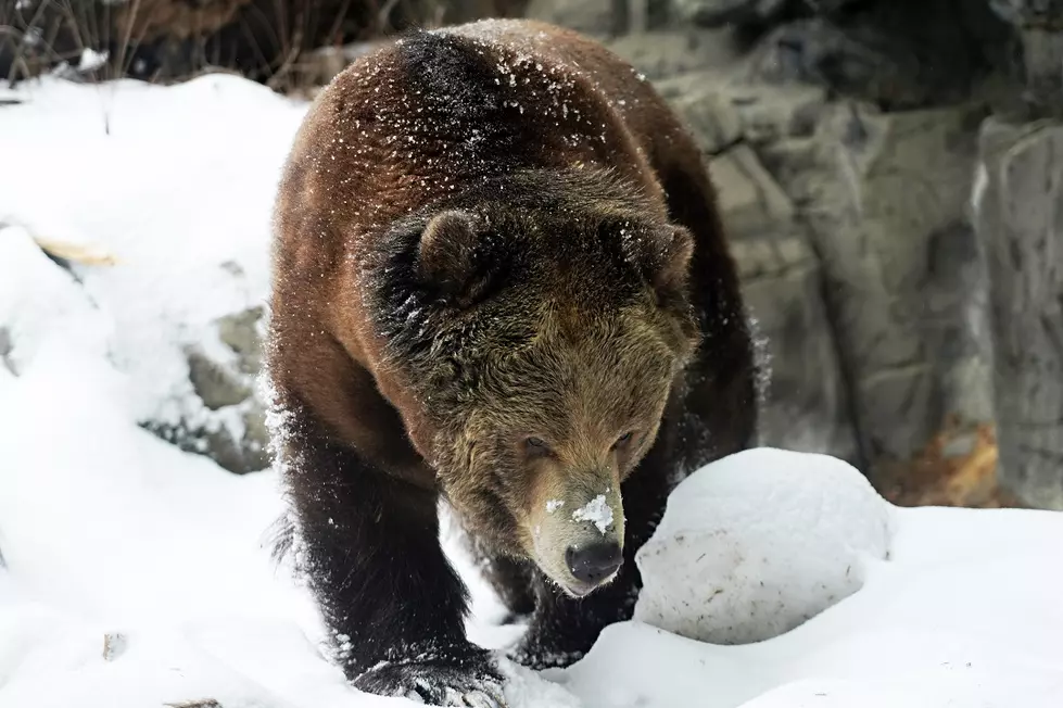 Cocaine Bear, Explained: The Bizarre Story of a Wild Bear That Overdosed on Smuggled Coke