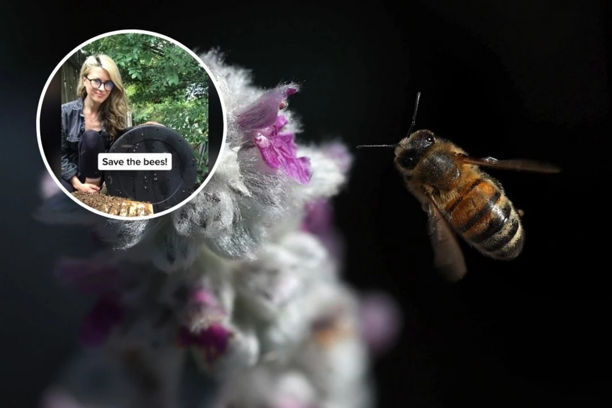 What Is The Tiktok Bee Lady Controversy