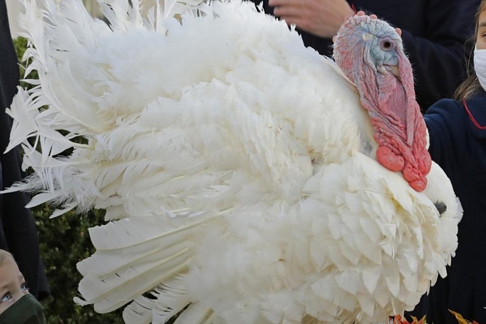 When Is the 2021 Thanksgiving Turkey Pardon?