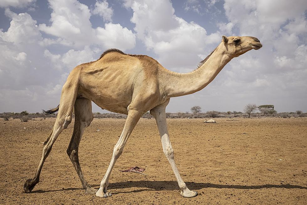 Bizarre Botox Scandal Rocks Camel Beauty Pageant in Saudi Arabia