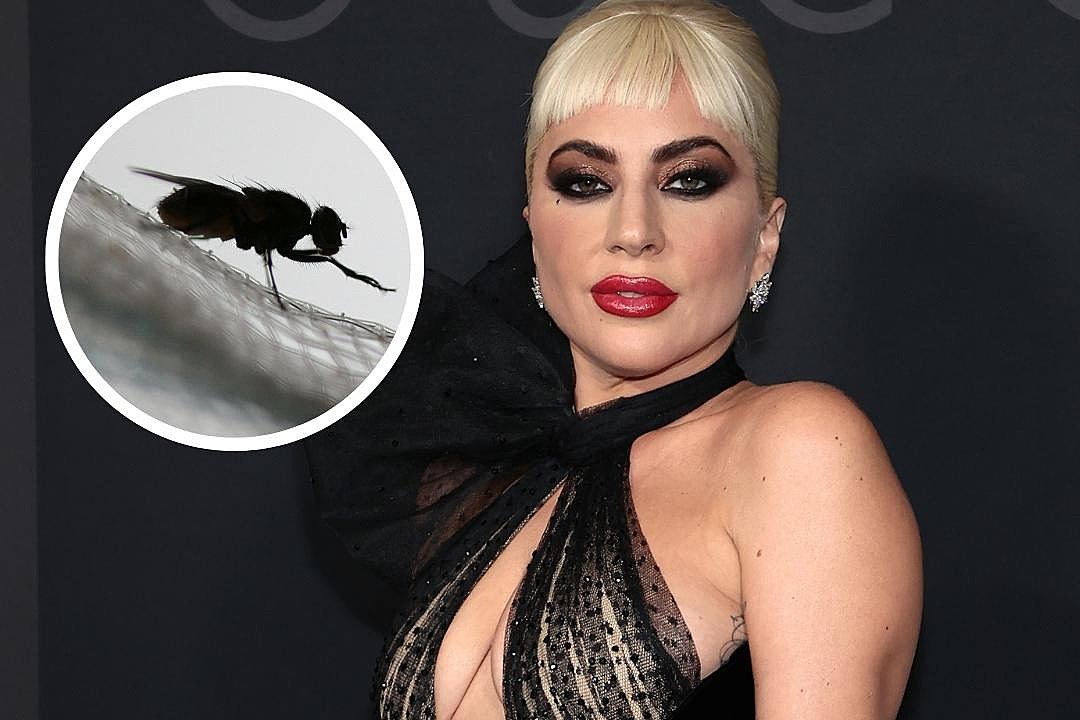 Lady Gaga Swarmed By Flies While Filming 'House of Gucci'