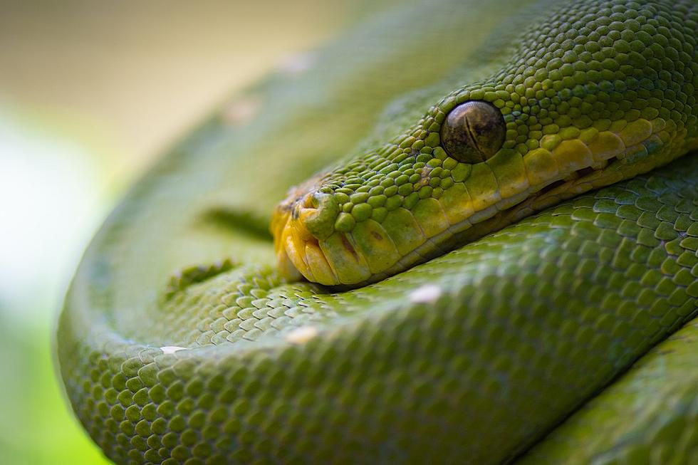 Dead Man Found at Home Surrounded by Over 100 Venomous Snakes