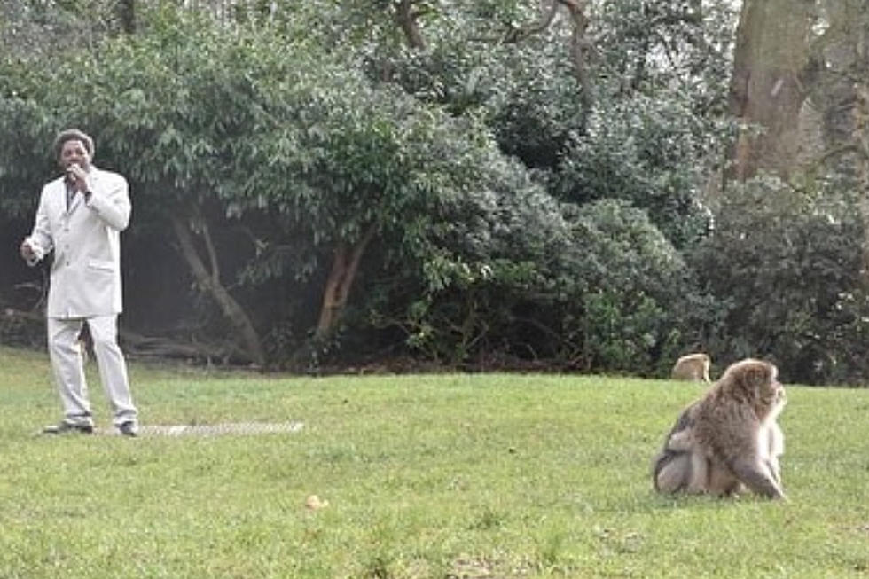 Zoo Hires Marvin Gaye Tribute Singer To Entice Monkeys To &#8216;Get It On': Watch