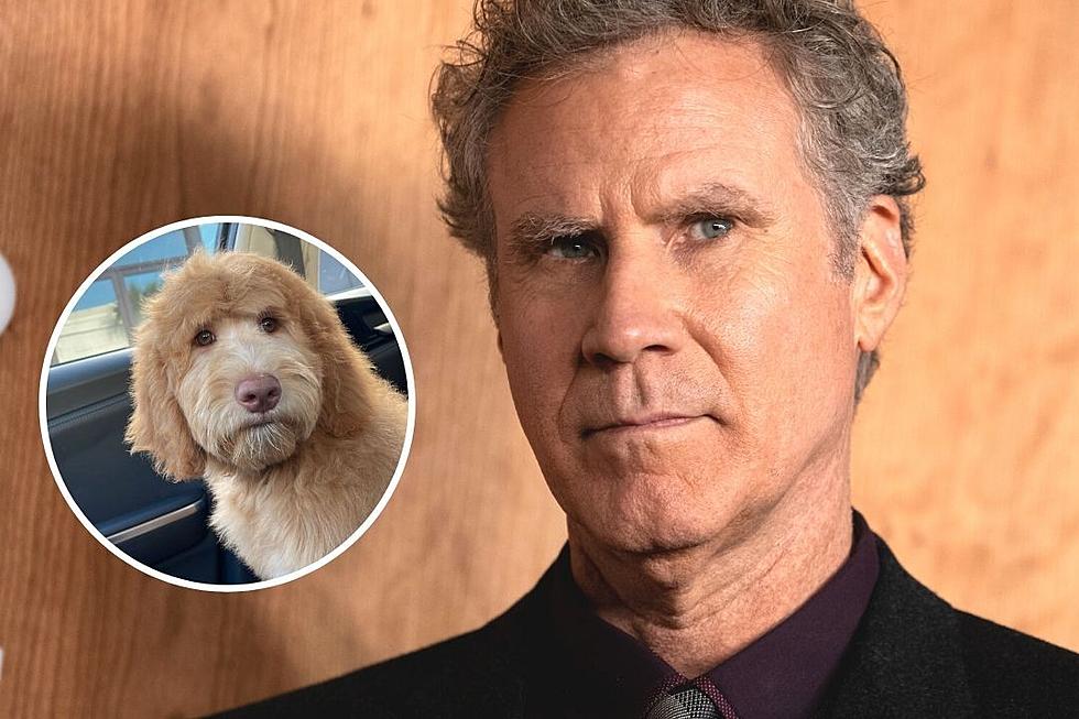 Owner Insists Dog Looks Just Like Will Ferrell