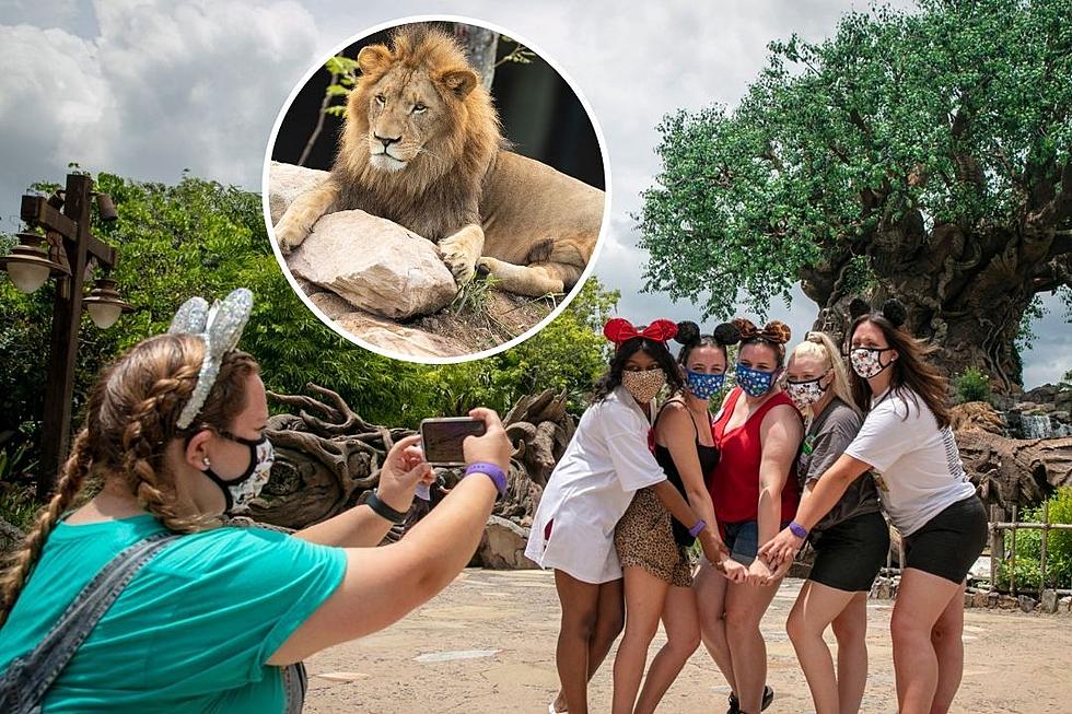 animal kingdom safari closed