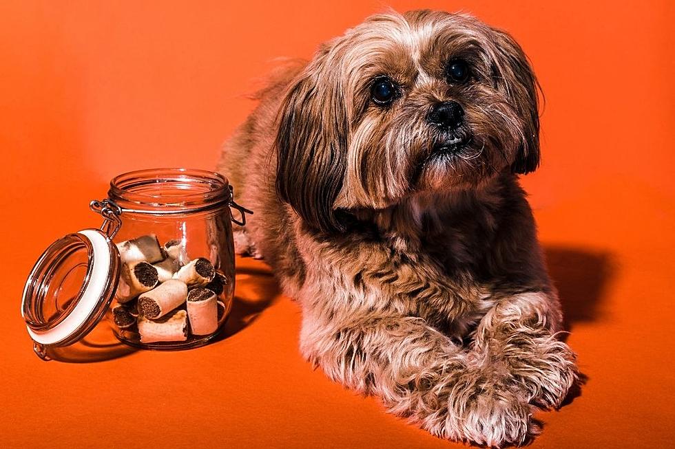 Man Mistakes Dog Treats as Tasty Snack for 20 Years