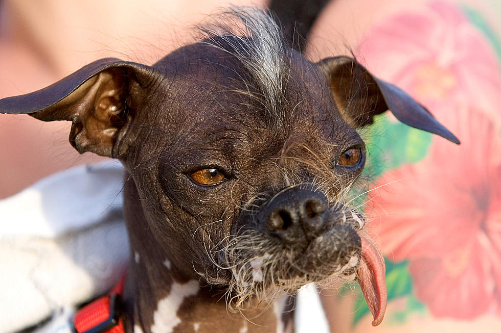 Brother Names New Rescue Dog After Sister With Lazy Eye