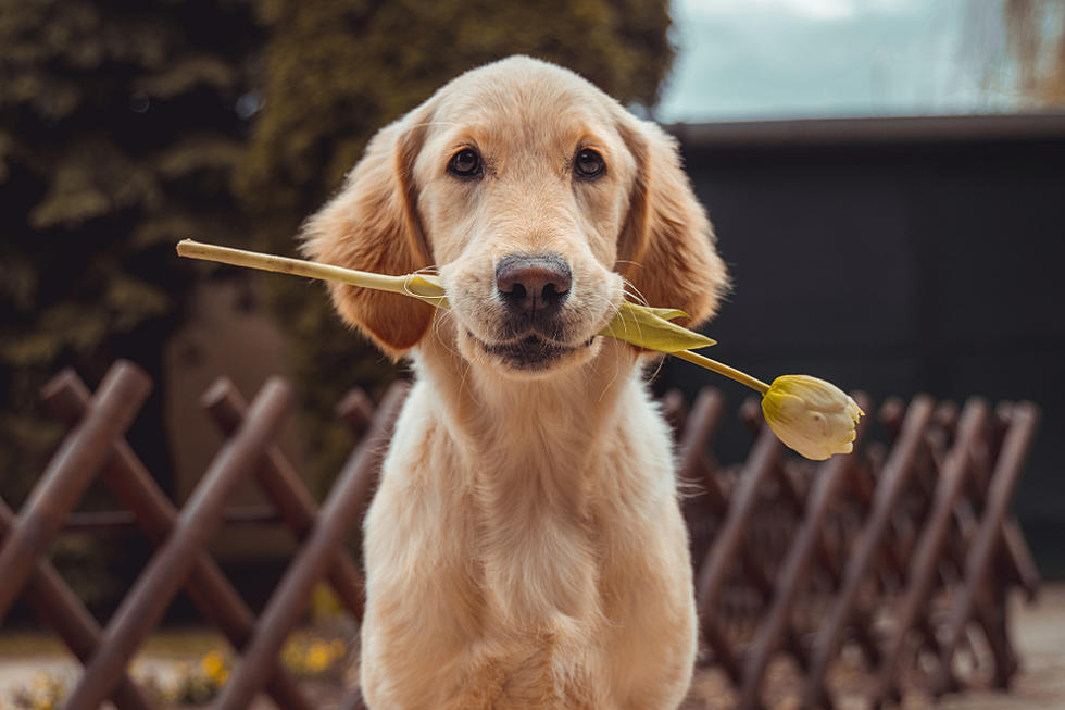 Need A Fur Baby? This Idaho Shelter Is 1/2 Off All Doggos!