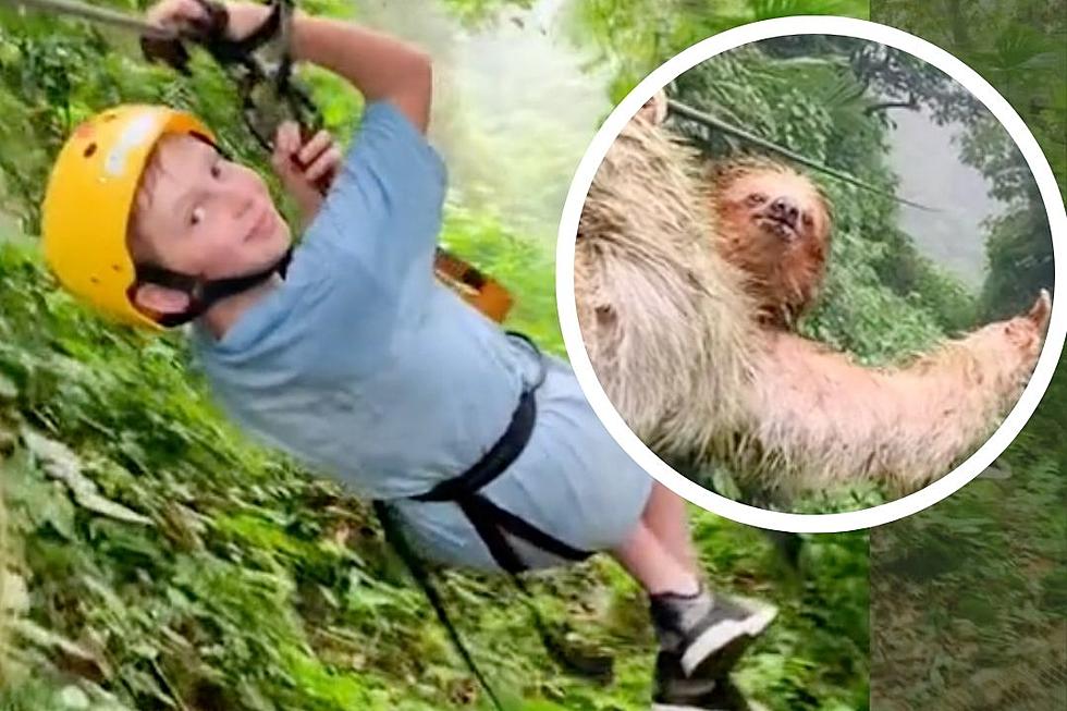 Tourist Runs Into Confused Sloth While Ziplining in Viral TikTok: WATCH
