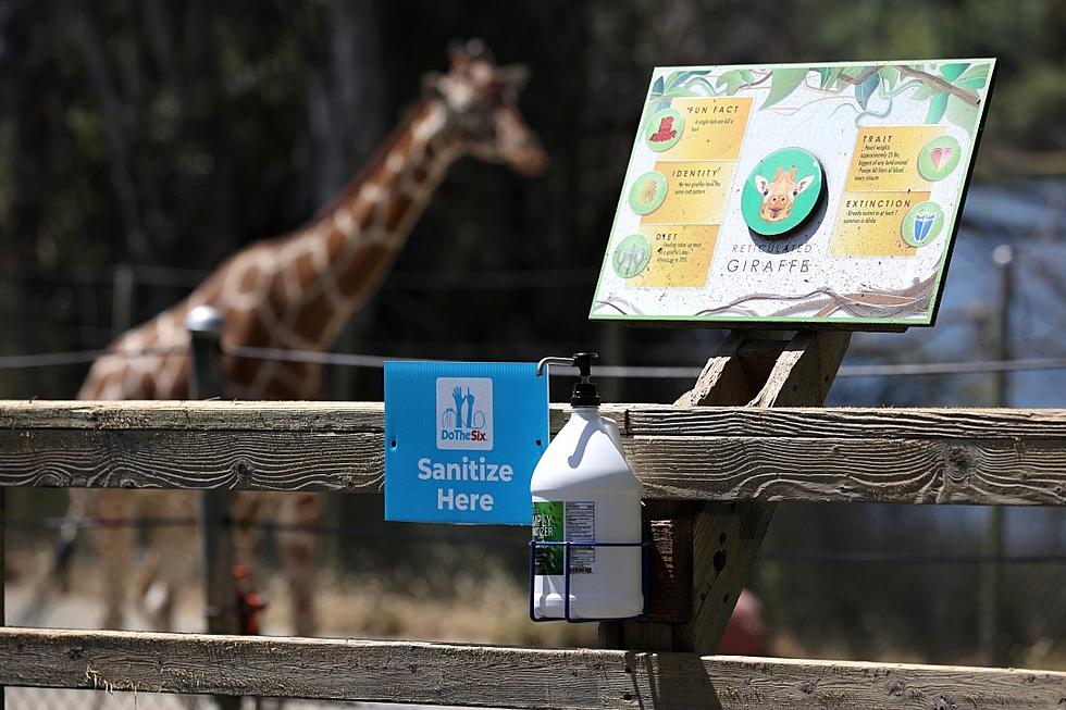 Theme Park Under Fire for Animal Cruelty Following String of Giraffe Deaths