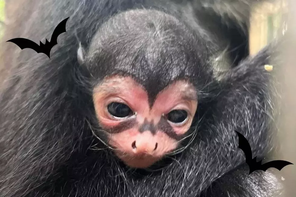 Baby Spider Monkey Born With Batman Marking on Its Face (PHOTO)