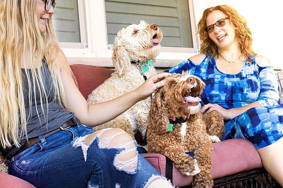 Woman Demands Sister Stop Fostering Dogs so She Can Babysit for Her Instead
