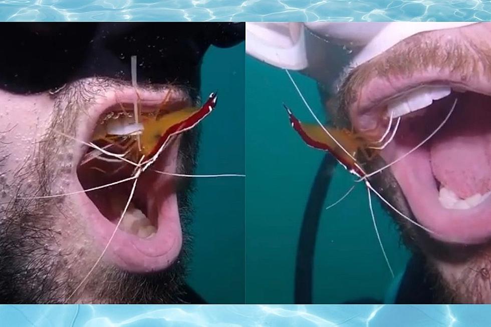Diver Visits Shrimp Weekly for Free Teeth Cleaning: WATCH