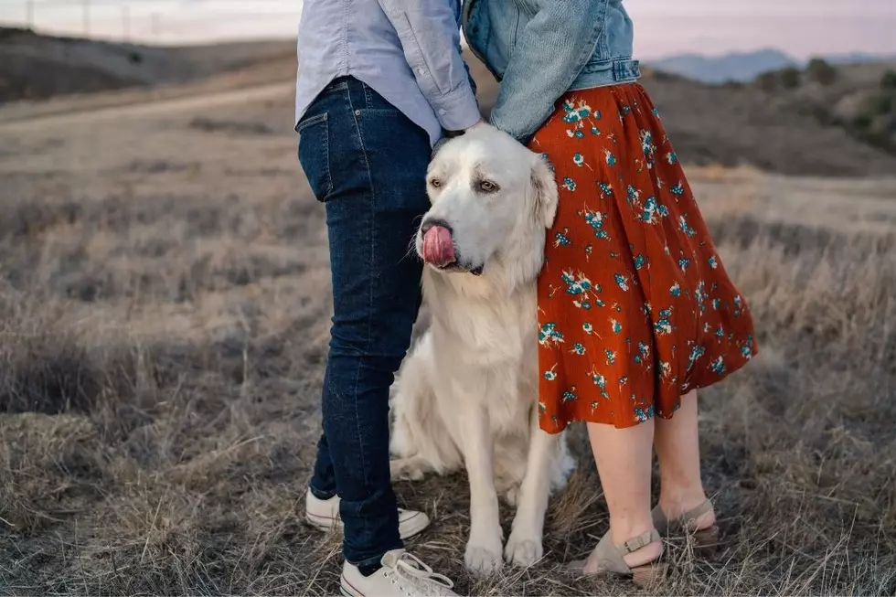 Guy Calls Off Wedding After Fiancee Nearly Kills His Dog