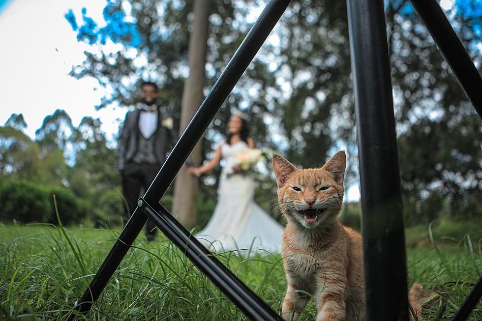 Woman Furious After Sister Chooses Cat as ‘Flower Boy’ for Wedding Instead of Niece
