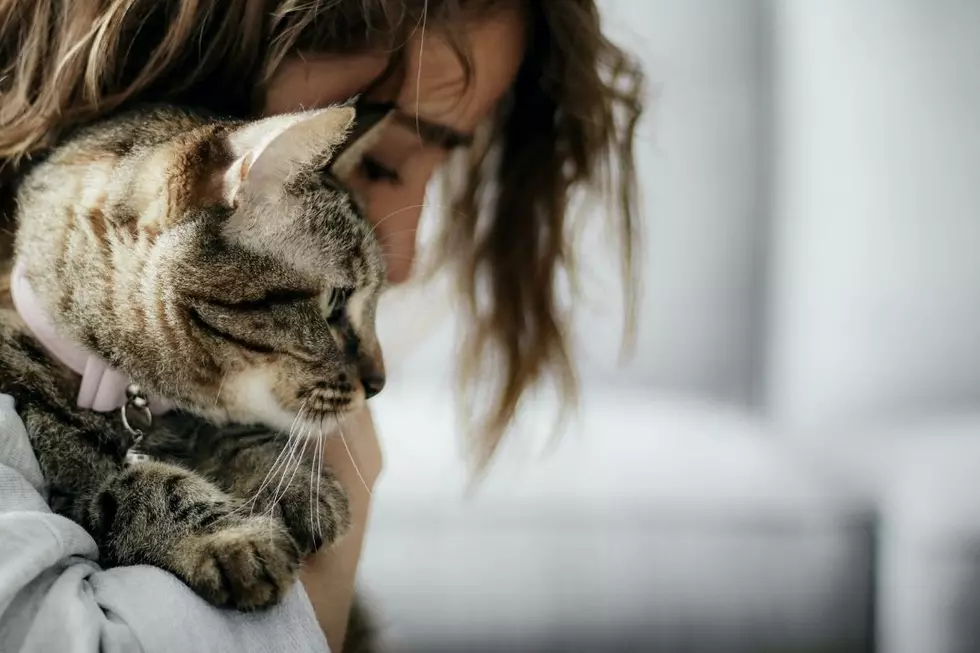 Woman Marries Cat in Attempt to Stop Landlord From Forcing Her to Get Rid of Pet