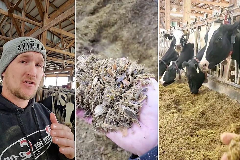 Iowa Farmer on TikTok Reveals Why Cows Sometimes Eat Skittles