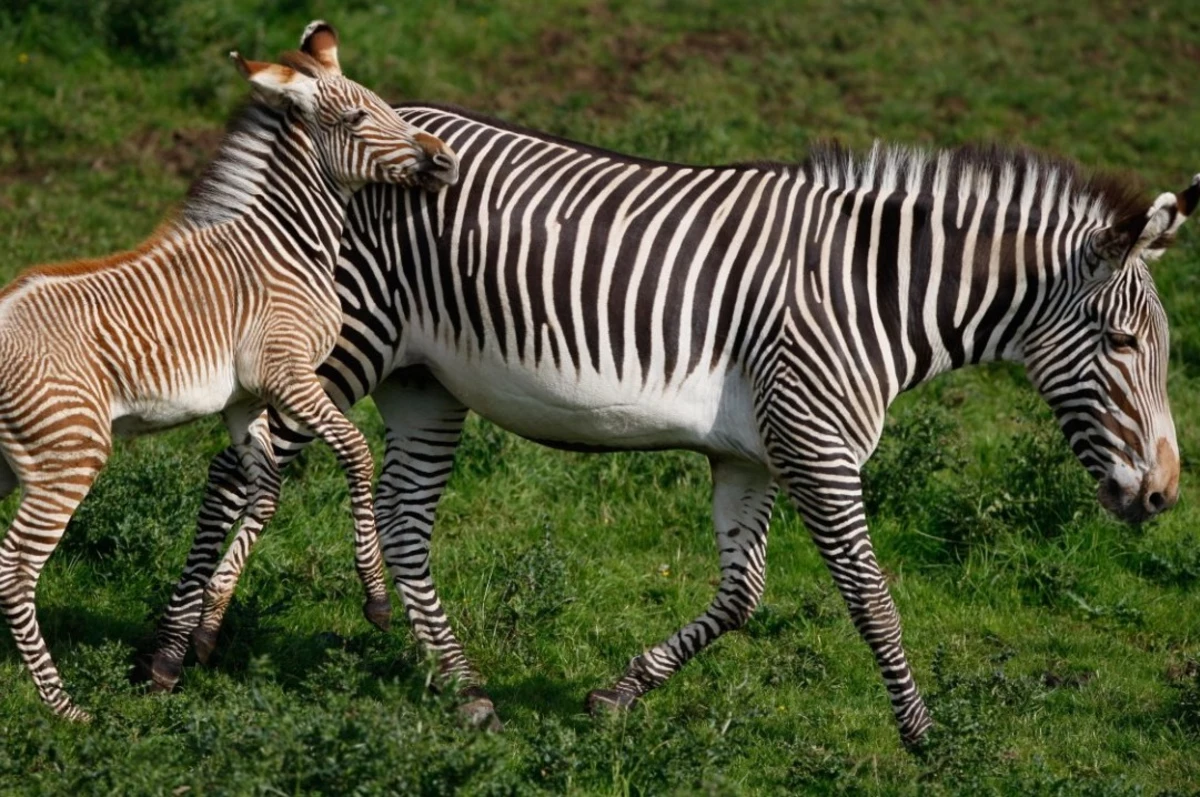 Baby Zebra Dies at Disney's Animal Kingdom Lodge: Report