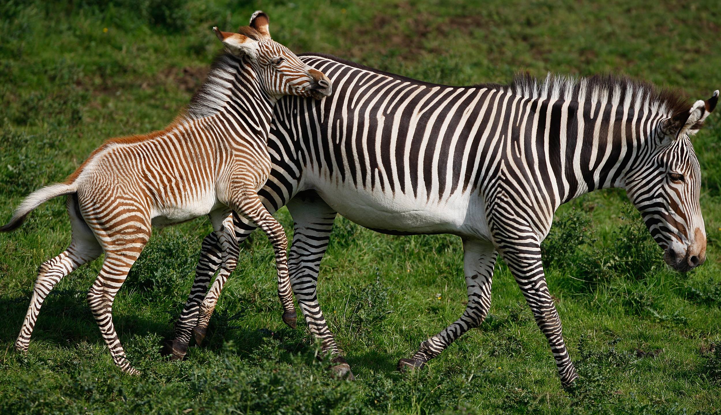 Baby Zebra Dies at Disney's Animal Kingdom Lodge: Report