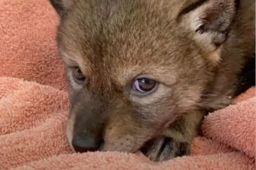 Family Adopts Lost Baby Coyote After Mistaking It for Cute Puppy