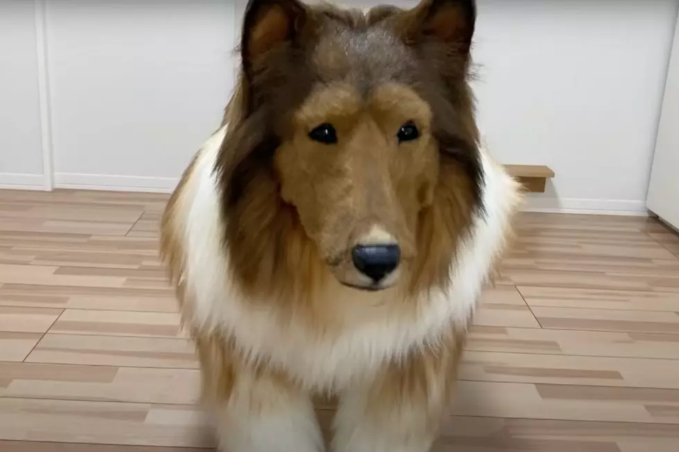 Man Spends Over $15,000 to Transform Into Dog