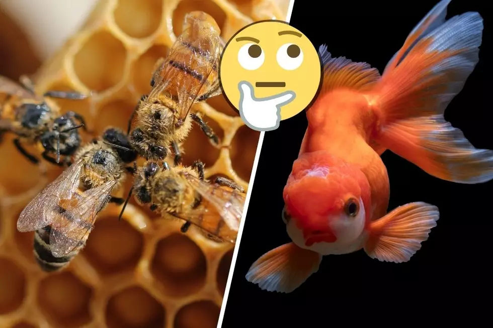 Judge Rules Bees Can Legally Be Fish (Wait, What?)